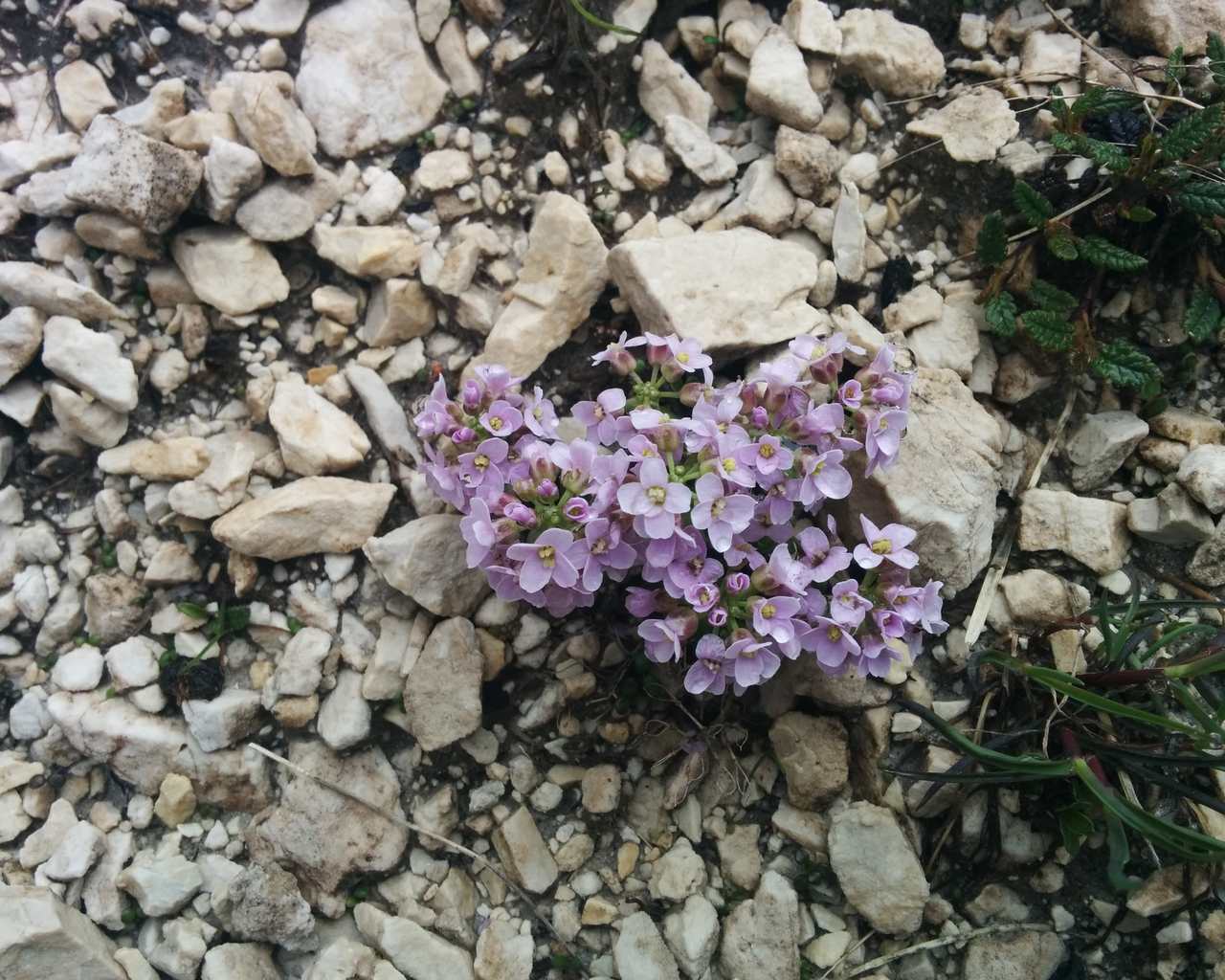 Noccaea rotundifolia (=Thlaspi rotundifolium)